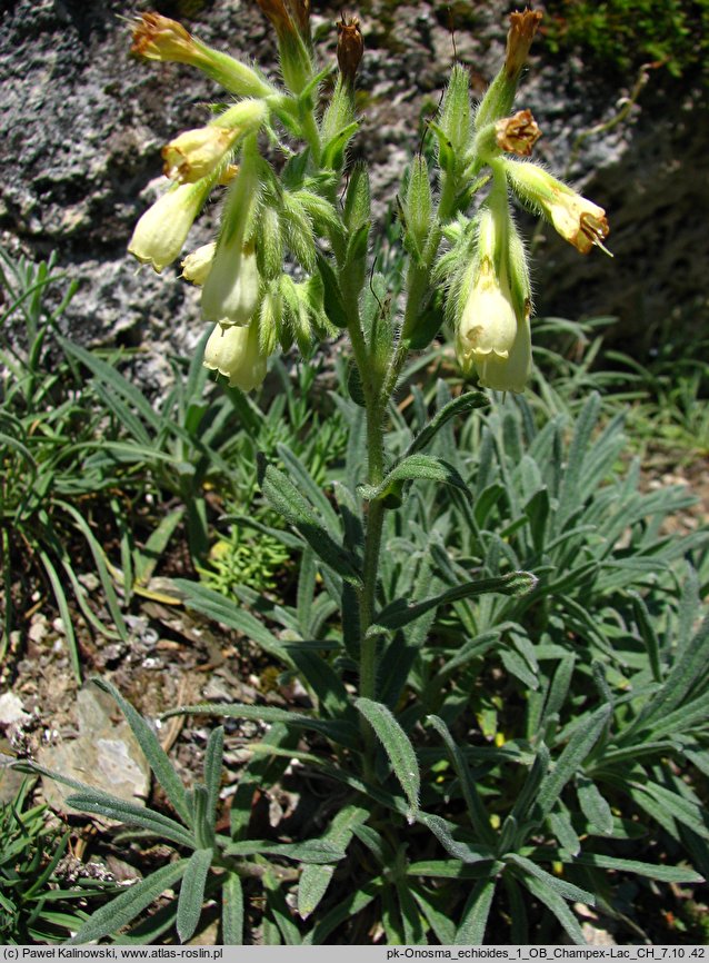 Onosma echioides (onosma żmijowcowata)