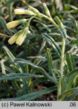 Onosma echioides (onosma żmijowcowata)