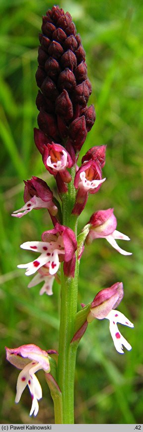 Orchis ustulata ssp. aestivalis (storczyk drobnokwiatowy późny)