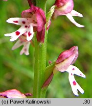 Orchis ustulata ssp. aestivalis (storczyk drobnokwiatowy późny)