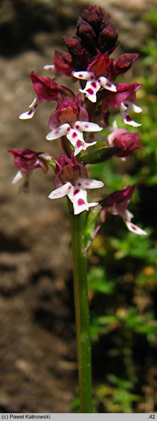 Orchis ustulata ssp. aestivalis (storczyk drobnokwiatowy późny)