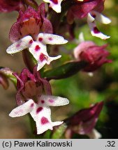 Orchis ustulata ssp. aestivalis (storczyk drobnokwiatowy późny)