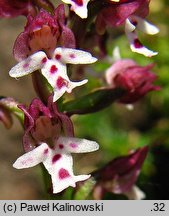 Orchis ustulata ssp. aestivalis (storczyk drobnokwiatowy późny)