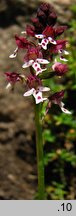 Orchis ustulata ssp. aestivalis (storczyk drobnokwiatowy późny)