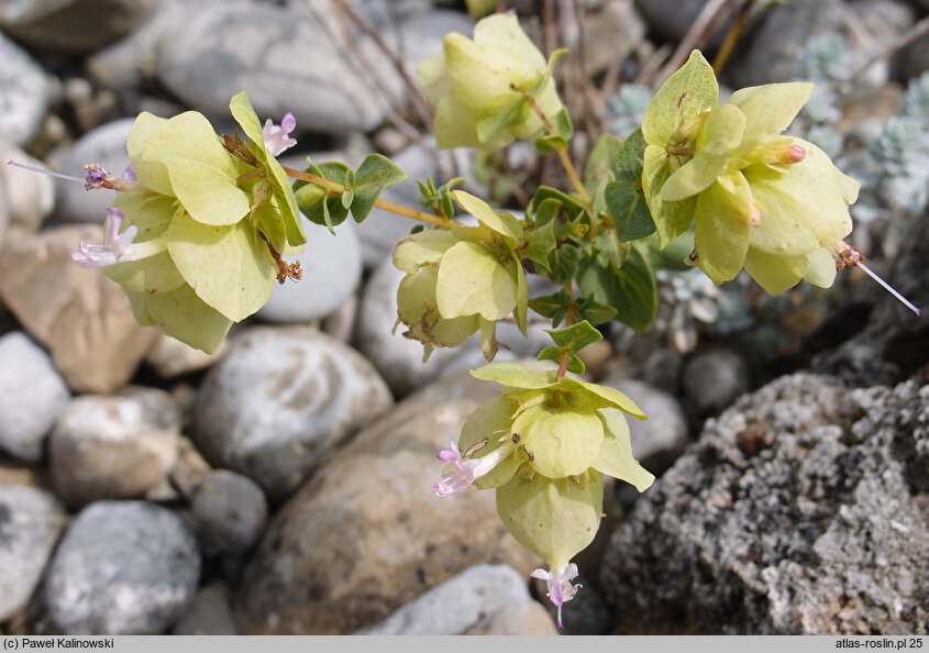 Origanum acutidens