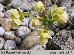 Origanum acutidens