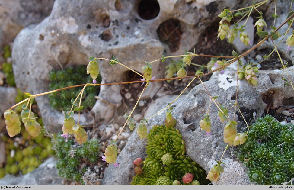 Origanum hypericifolium