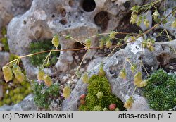 Origanum hypericifolium