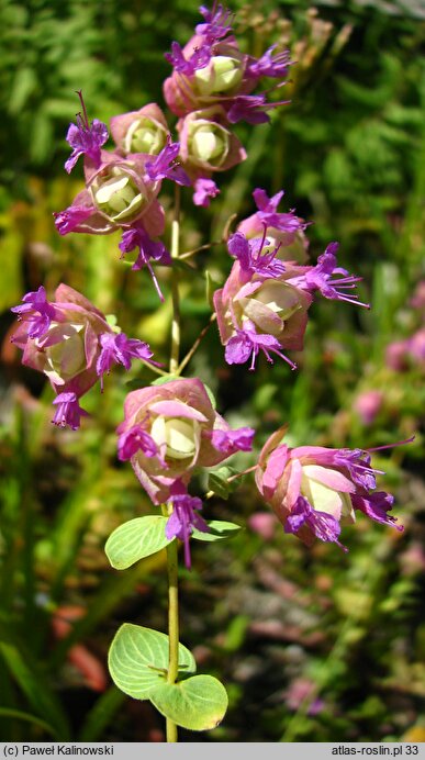 Origanum scabrum (lebiodka szorstka)