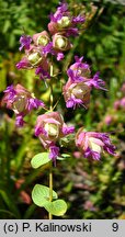 Origanum scabrum (lebiodka szorstka)