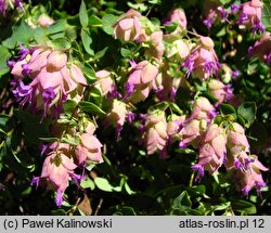 Origanum scabrum (lebiodka szorstka)