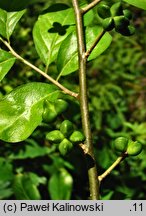 Orixa japonica (oriksa japońska)