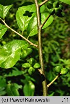 Orixa japonica (oriksa japońska)