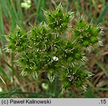 Orlaya grandiflora (orlaja wielkokwiatowa)