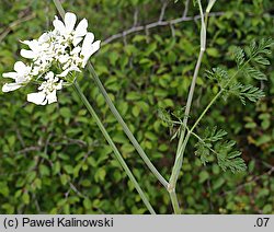 Orlaya grandiflora (orlaja wielkokwiatowa)