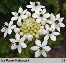 Ornithogalum saundersiae (śniedek Saundersa)