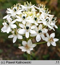 Ornithogalum saundersiae (śniedek Saundersa)