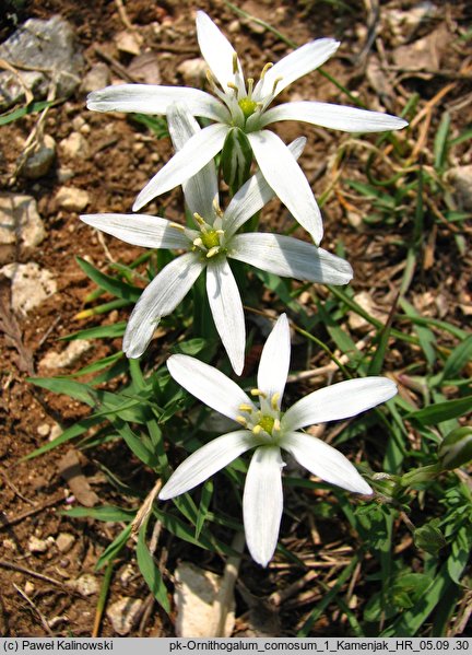 Ornithogalum comosum