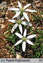 Ornithogalum comosum