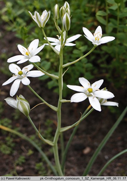 Ornithogalum comosum