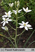 Ornithogalum comosum