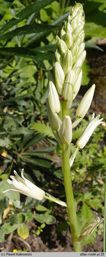 Ornithogalum dipcadiflorum