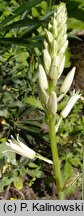 Ornithogalum dipcadiflorum