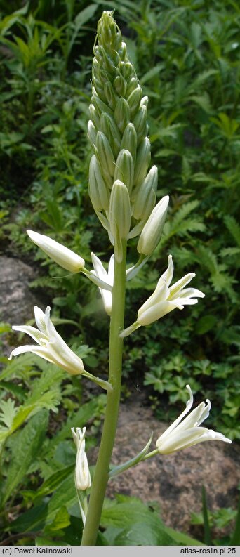 Ornithogalum dipcadiflorum