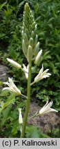 Ornithogalum dipcadiflorum