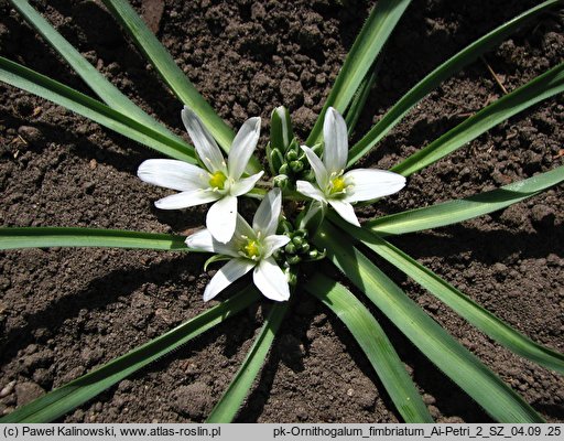 Ornithogalum fimbriatum