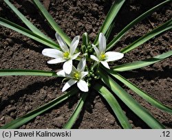 Ornithogalum fimbriatum