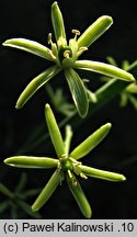 Ornithogalum pyrenaicum (śniedek pirenejski)