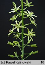 Ornithogalum pyrenaicum (śniedek pirenejski)