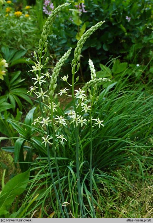 Ornithogalum pyrenaicum (śniedek pirenejski)