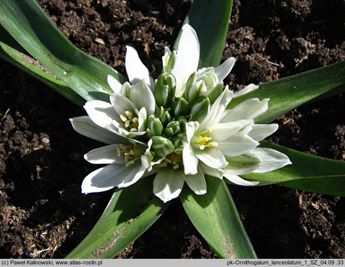 Ornithogalum lanceolatum