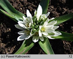 Ornithogalum lanceolatum