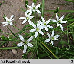 Ornithogalum montanum (śniedek górski)