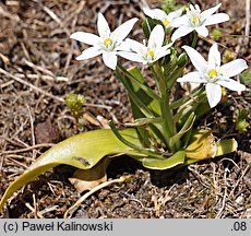 Ornithogalum montanum (śniedek górski)