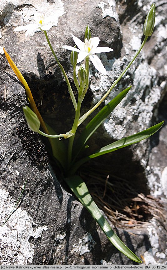 Ornithogalum montanum (śniedek górski)