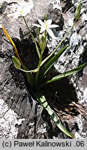 Ornithogalum montanum (śniedek górski)