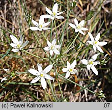 Ornithogalum montanum (śniedek górski)