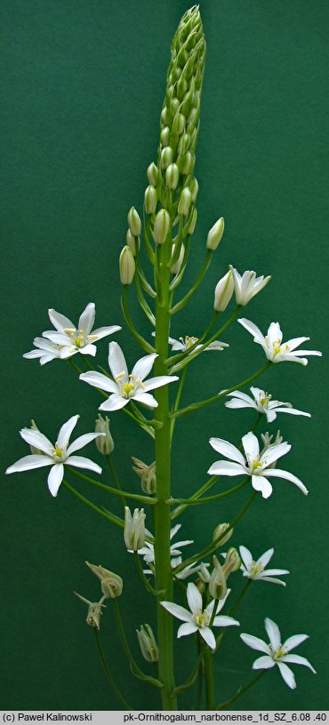 Ornithogalum narbonense (śniedek narboński)