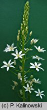 Ornithogalum narbonense (śniedek narboński)