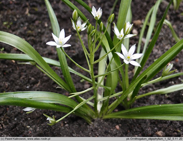 Ornithogalum oligophyllum