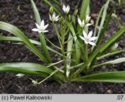 Ornithogalum oligophyllum