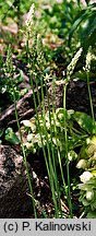 Ornithogalum pyrenaicum (śniedek pirenejski)