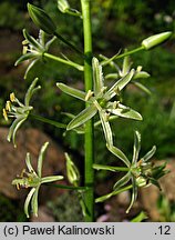 Ornithogalum pyrenaicum (śniedek pirenejski)