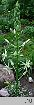 Ornithogalum pyrenaicum (śniedek pirenejski)