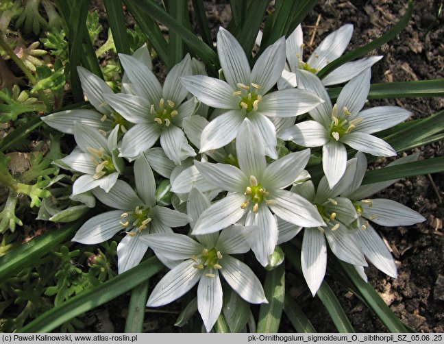 Ornithogalum sigmoideum