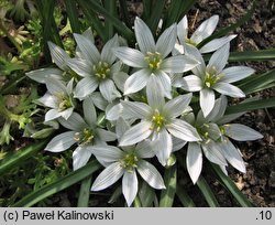 Ornithogalum sigmoideum